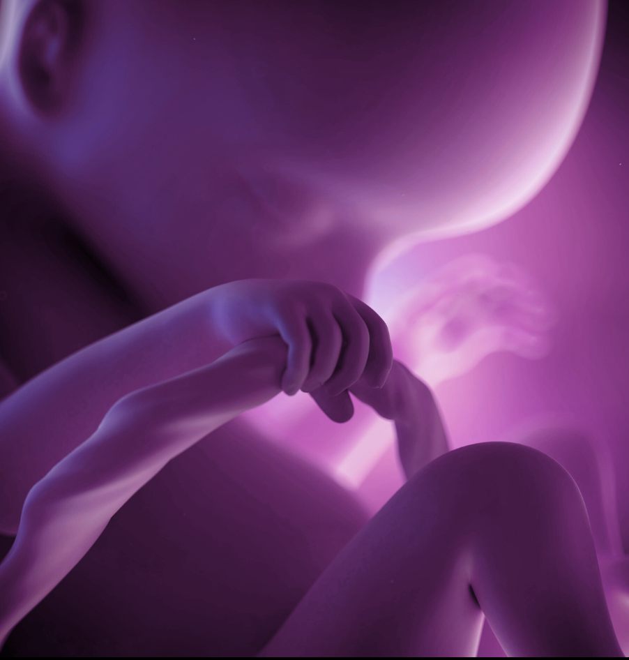 fetus magzati diagnosztika - magzati fejlődés MMOT